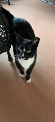 Lost Male Cat last seen Snapper creek townhome, Kendall, FL 33173