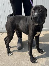 Shelter Stray Male Dog last seen Near BLOCK TAYLOR BLVD, 3528 Newburg Rd, Louisville, KY 40218, USA
