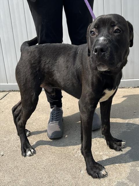 Shelter Stray Male Dog last seen Near BLOCK TAYLOR BLVD, 3528 Newburg Rd, Louisville, KY 40218, USA