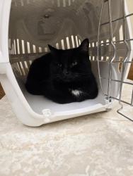 Lost Female Cat last seen Laney Rd, Locust Grove, GA 30248