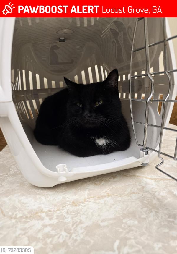 Lost Female Cat last seen Laney Rd, Locust Grove, GA 30248