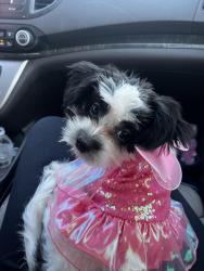 Reunited Female Dog last seen Near lawler rd Dallas tx 75243, Dallas, TX 75243