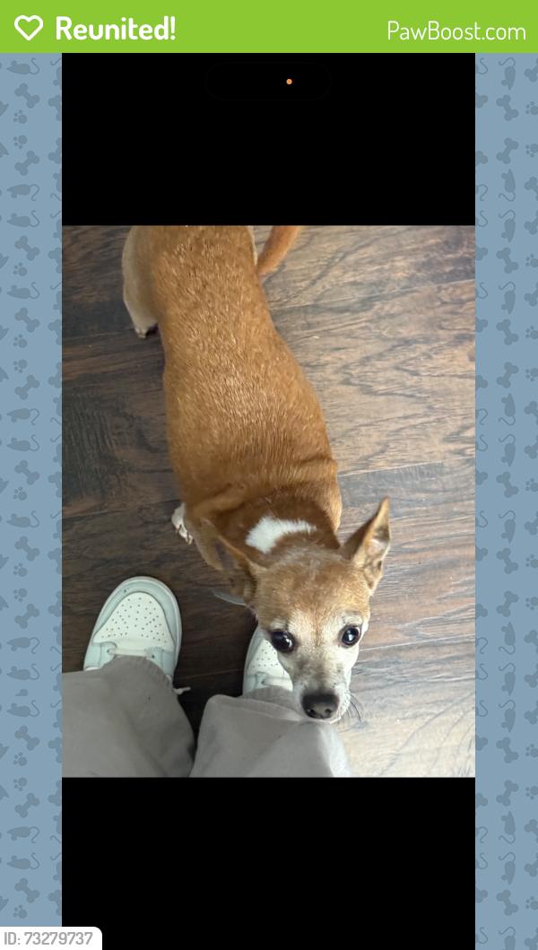 Reunited Male Dog last seen Mitchell rd norcross ga, Norcross, GA 30071