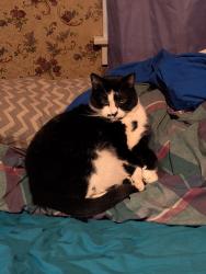 Reunited Male Cat last seen Edgewater and W 110th, Cleveland, OH 44102