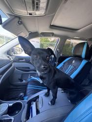 Reunited Male Dog last seen Sugarloaf and Flanders, Riverside, CA 92507