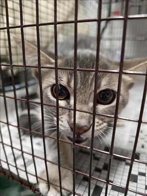 Shelter Stray Male Cat last seen , West Valley Animal Shelter, 20655 Plummer St, Chatsworth, CA 91311, USA