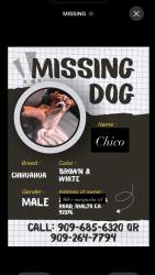Lost Male Dog last seen Acacia and Margarita, Rialto, CA 92376