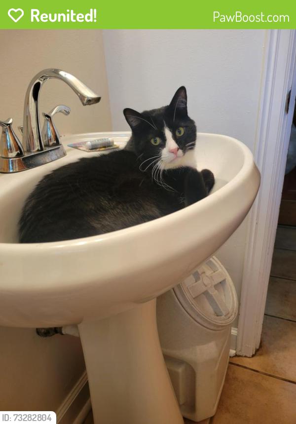 Reunited Male Cat last seen Neighborhood between 84th & Lisbon and 76th & Capitol, Milwaukee, WI 53222