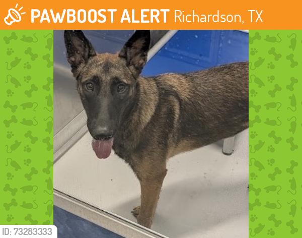 Found/Stray Female Dog last seen Frances and Abrams, Richardson, TX 75081