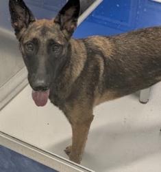 Found/Stray Female Dog last seen Frances and Abrams, Richardson, TX 75081