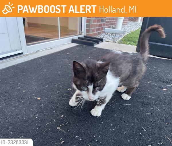 Rehomed Unknown Cat last seen Residence Inn by Marriott Holland, Southpointe Ridge Road, Holland, MI, Holland, MI 49423