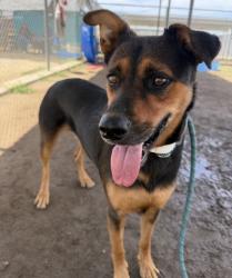 Shelter Stray Female Dog last seen Near BLOCK BEAR MOUNTAIN BLVD, ARVIN CA 93203, 3951 Fruitvale Ave, Bakersfield, CA 93308, USA
