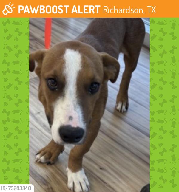 Found/Stray Male Dog last seen Near W Renner Rd, Richardson, TX 75080