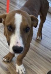 Found/Stray Male Dog last seen Near W Renner Rd, Richardson, TX 75080
