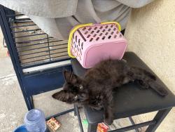 Lost Male Cat last seen Alameda & El Segundo, Compton, CA 90222