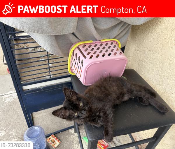 Lost Male Cat last seen Alameda & El Segundo, Compton, CA 90222