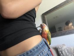 Lost Male Bird last seen northeast 32nd street, Silver Springs, FL 34488