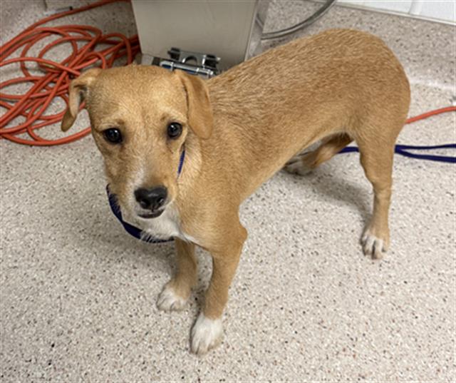 Shelter Stray Female Dog last seen Near BLOCK GOODMAN ST, BAKERSFIELD CA 93305, 3951 Fruitvale Ave, Bakersfield, CA 93308, USA