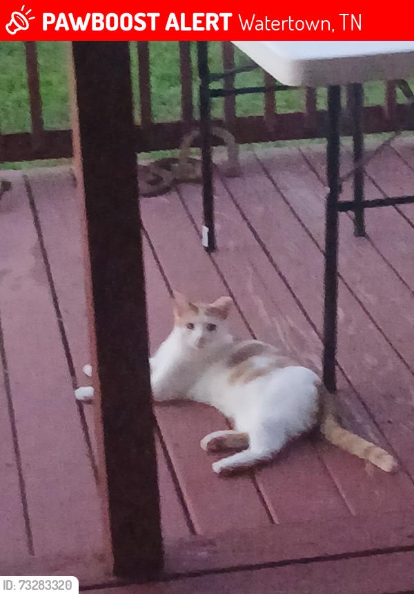 Lost Male Cat last seen Knee road, Watertown, TN 37184