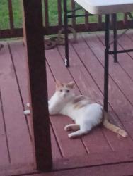 Lost Male Cat last seen Knee road, Watertown, TN 37184