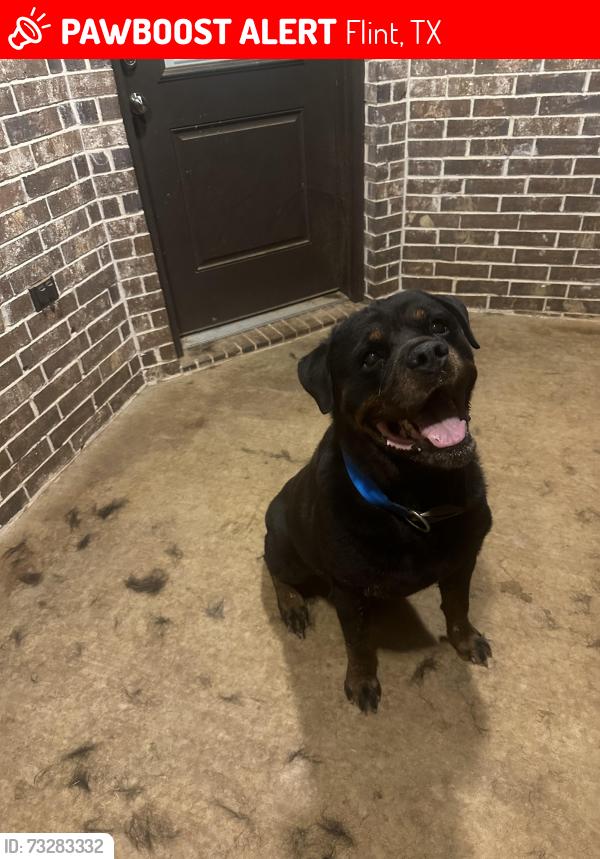 Lost Male Dog last seen Near FM 2813 by “The Spirit of Tyler”, Flint, TX 75762