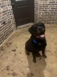 Lost Male Dog last seen Near FM 2813 by “The Spirit of Tyler”, Flint, TX 75762
