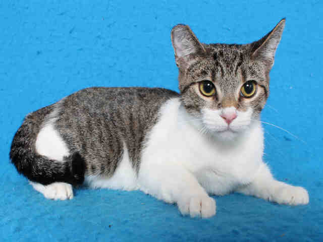 Shelter Stray Female Cat last seen , 1850 W 60th St, Los Angeles, CA 90047, USA