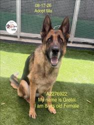 Shelter Stray Female Dog last seen , 1850 W 60th St, Los Angeles, CA 90047, USA