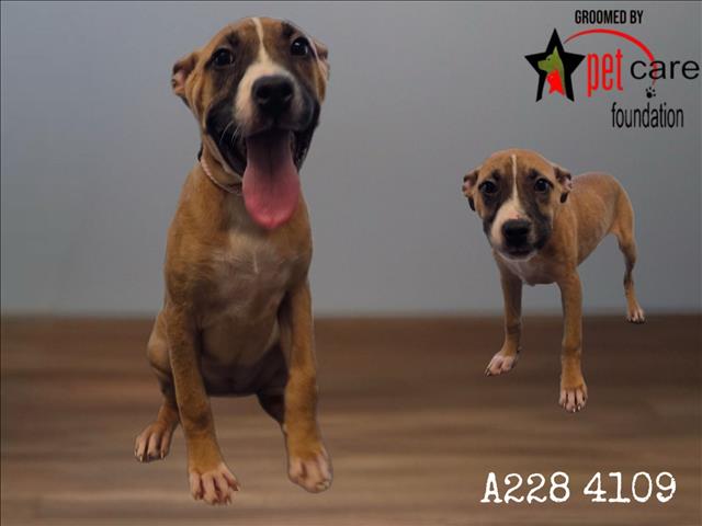 Shelter Stray Female Dog last seen , 1850 W 60th St, Los Angeles, CA 90047, USA