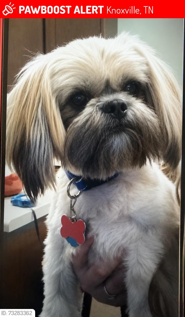 Lost Male Dog last seen Ellistown rd, Knoxville, TN 37924