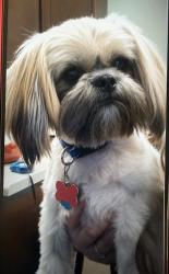 Lost Male Dog last seen Ellistown rd, Knoxville, TN 37924