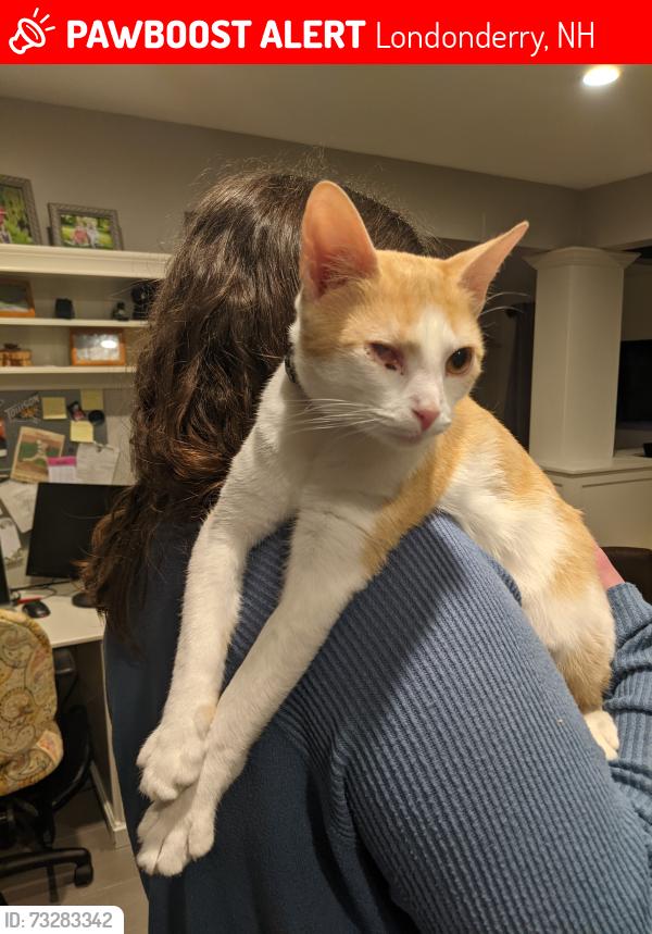 Lost Male Cat last seen Partridge Lane, Londonderry, NH 03053