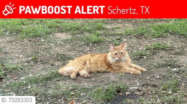 Lost Male Cat last seen Whisper Meadows neighborhood. Off of 1103 in schertz, Schertz, TX 78108