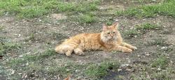Lost Male Cat last seen Whisper Meadows neighborhood. Off of 1103 in schertz, Schertz, TX 78108