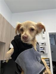 Shelter Stray Female Dog last seen Y1639 N FRESNO ST, FRESNO CA 93703 3029, 5277 E Airways Blvd, Fresno, CA 93727, USA