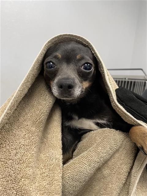 Shelter Stray Female Dog last seen Y1639 N FRESNO ST, FRESNO CA 93703 3029, 5277 E Airways Blvd, Fresno, CA 93727, USA