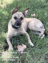 Shelter Stray Male Dog last seen Near BLOCK B ST, FRESNO CA 93706, 5277 E Airways Blvd, Fresno, CA 93727, USA
