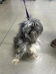 Shelter Stray Male Dog last seen Near BLOCK E SHIELDS AVE, FRESNO CA 93727, 5277 E Airways Blvd, Fresno, CA 93727, USA