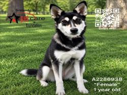 Shelter Stray Female Dog last seen , 1850 W 60th St, Los Angeles, CA 90047, USA