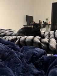 Reunited Female Cat last seen Near topwater dr, clayton, north carolina, 27527, Clayton, NC 27527