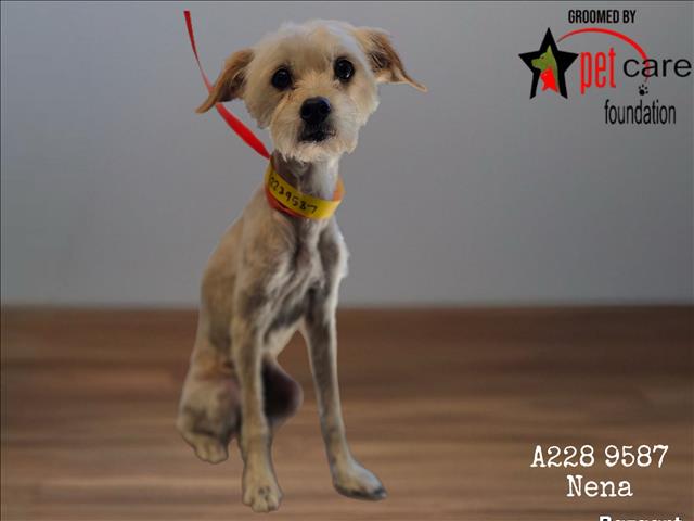 Shelter Stray Female Dog last seen , 1850 W 60th St, Los Angeles, CA 90047, USA
