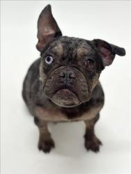 Shelter Stray Female Dog last seen TARGET ON WHIPPLE RD, 16 Barnes Ct, Hayward, CA 94544, USA