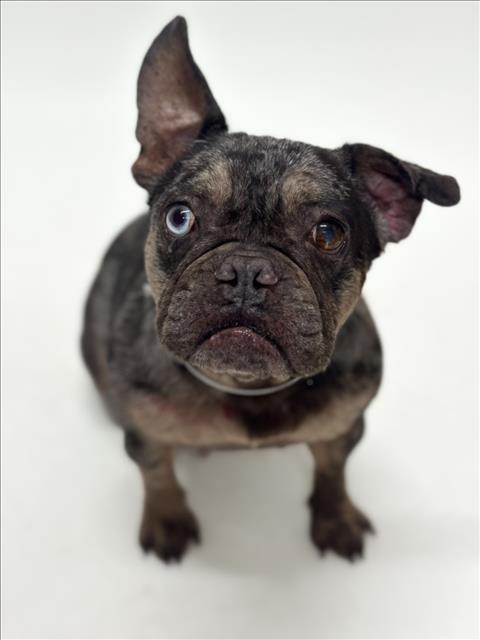 Shelter Stray Female Dog last seen TARGET ON WHIPPLE RD, 16 Barnes Ct, Hayward, CA 94544, USA