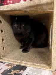 Shelter Stray Male Cat last seen SHELTER COMM CAT, 16 Barnes Ct, Hayward, CA 94544, USA