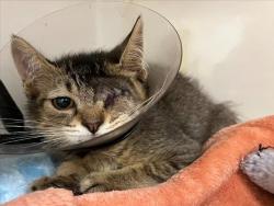Shelter Stray Male Cat last seen WESTWOOD, 16 Barnes Ct, Hayward, CA 94544, USA