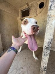 Shelter Stray Female Dog last seen Near BLOCK N MISSOURI AVE, OKLAHOMA CITY OK 73117, 2811 SE 29th St, Oklahoma City, OK 73129, USA