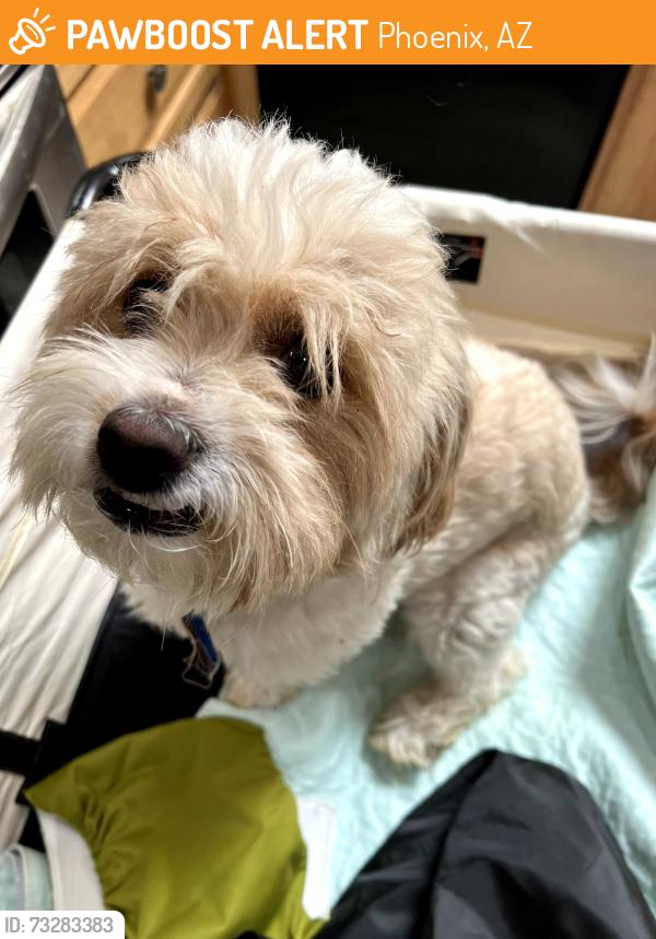 Found/Stray Male Dog last seen 39th ave and Columbine, Phoenix, AZ 85029