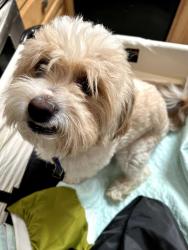 Found/Stray Male Dog last seen 39th ave and Columbine, Phoenix, AZ 85029