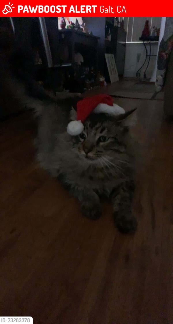 Lost Male Cat last seen third street, Galt, CA 95632