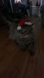 Lost Male Cat last seen third street, Galt, CA 95632